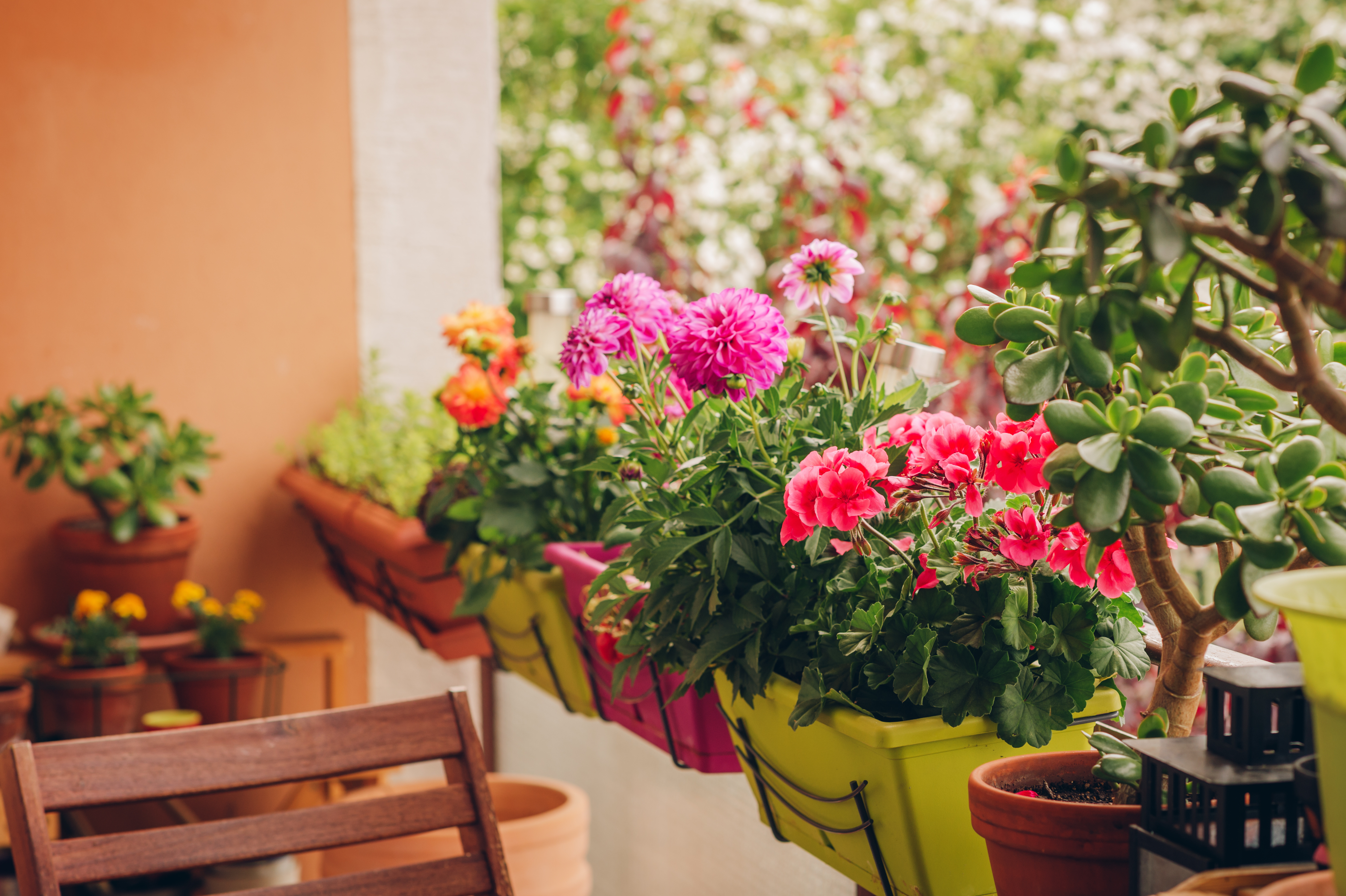 Grafik für -Klimafit für Garten und Balkon